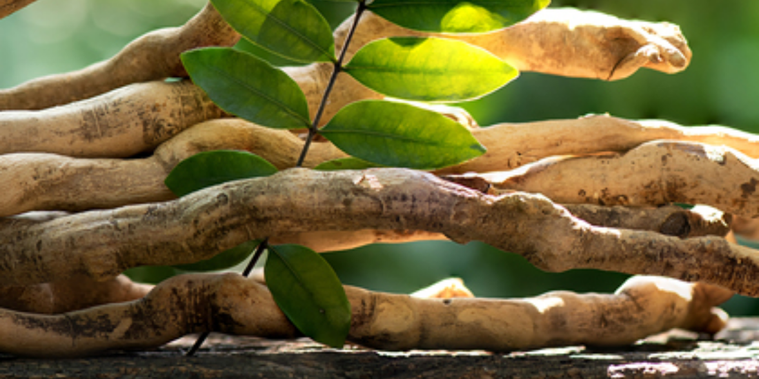 Tongkat Ali Benefits: What This Herb Actually Does