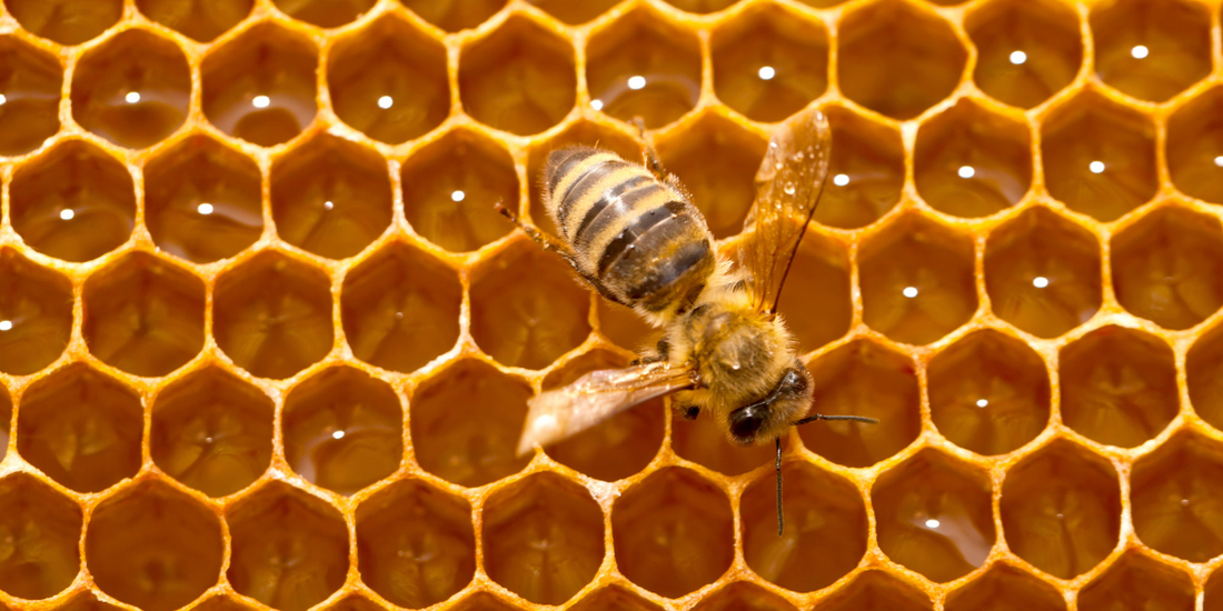 What Is Royal Honey? Ingredients, Benefits, and How It's Different From Regular Honey